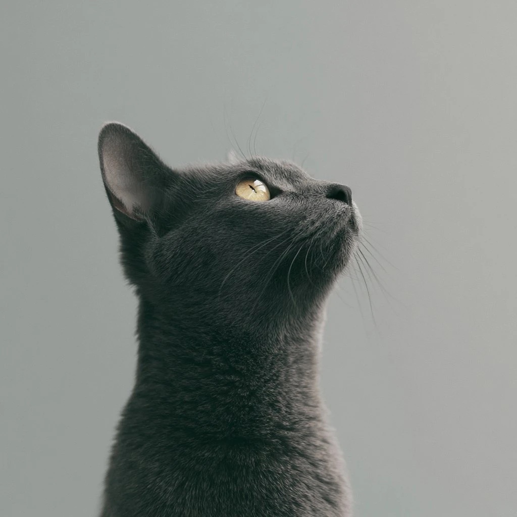 Iron, el gato que da nombre a iron.cat
